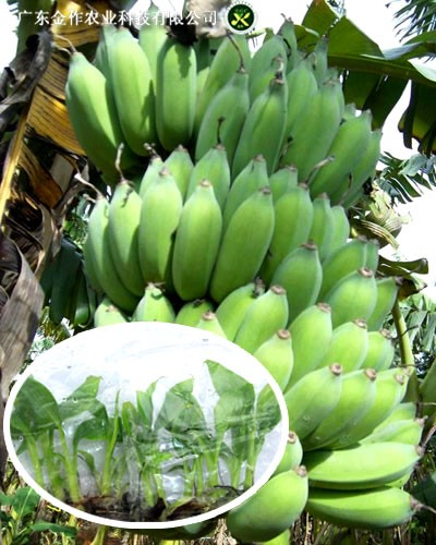 粉蕉- 广东金作农业科技有限公司